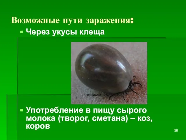 Возможные пути заражения: Через укусы клеща Употребление в пищу сырого молока (творог, сметана) – коз, коров