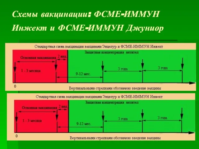 Схемы вакцинации: ФСМЕ-ИММУН Инжект и ФСМЕ-ИММУН Джуниор