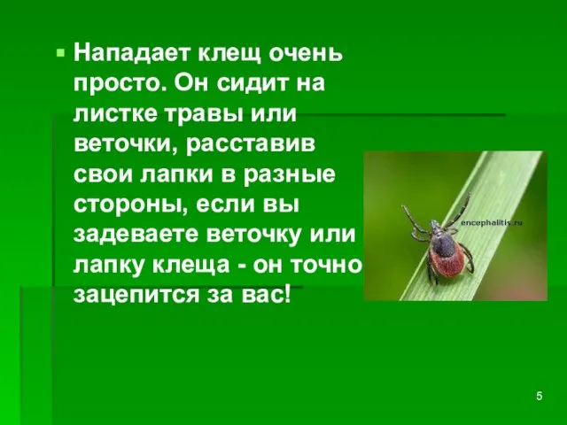 Нападает клещ очень просто. Он сидит на листке травы или веточки, расставив