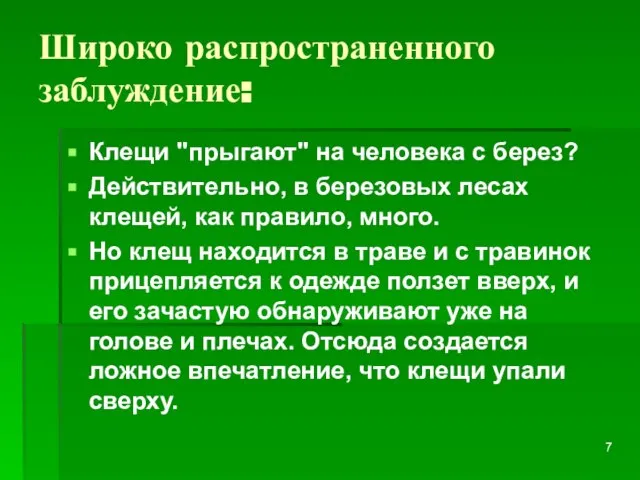 Широко распространенного заблуждение: Клещи "прыгают" на человека с берез? Действительно, в березовых