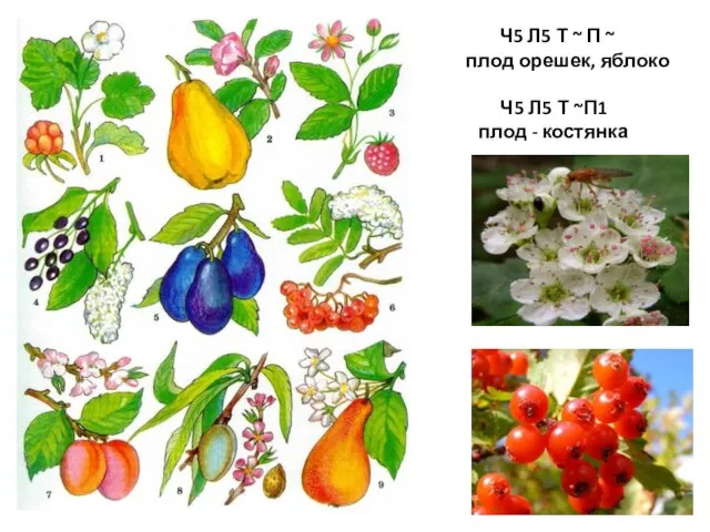 Ч5 Л5 Т ~ П ~ плод орешек, яблоко Ч5 Л5 Т ~П1 плод - костянка