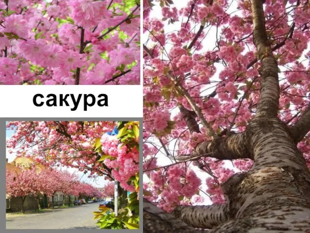 сакура