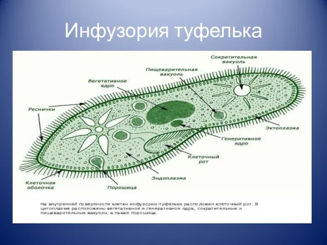 Инфузория туфелька