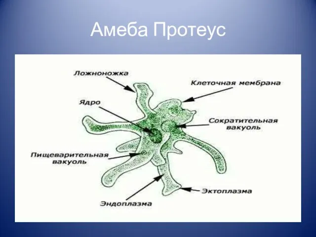 Амеба Протеус