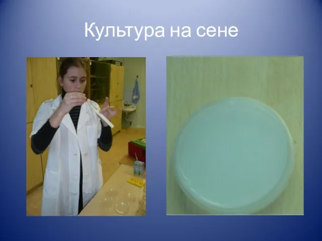 Культура на сене