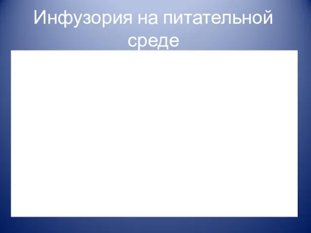 Инфузория на питательной среде