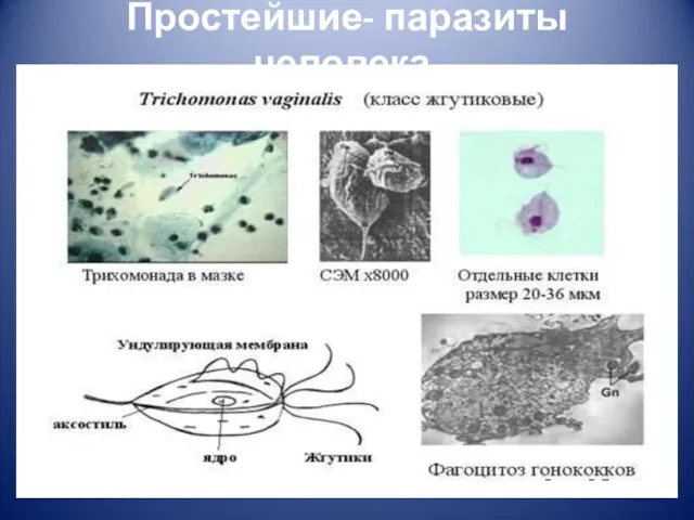 Простейшие- паразиты человека.