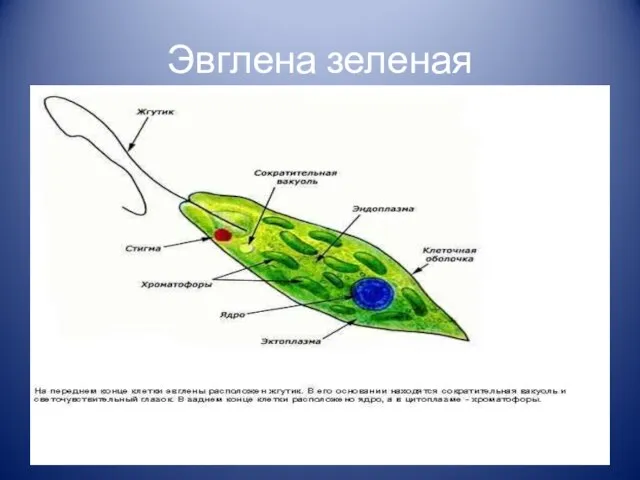 Эвглена зеленая