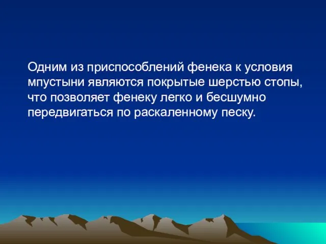 Одним из приспособлений фенека к условия мпустыни являются покрытые шерстью стопы, что