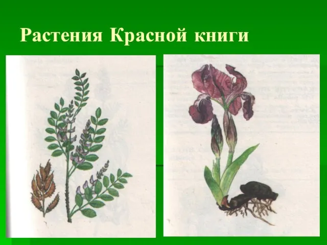 Растения Красной книги
