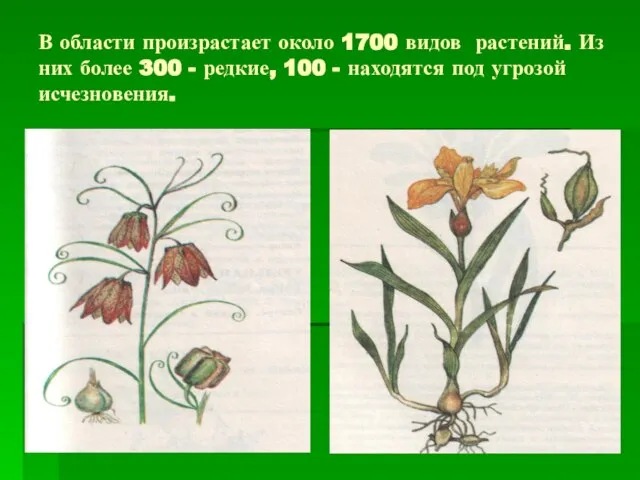 В области произрастает около 1700 видов растений. Из них более 300 -