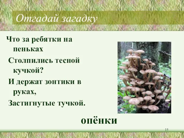 Отгадай загадку Что за ребятки на пеньках Столпились тесной кучкой? И держат