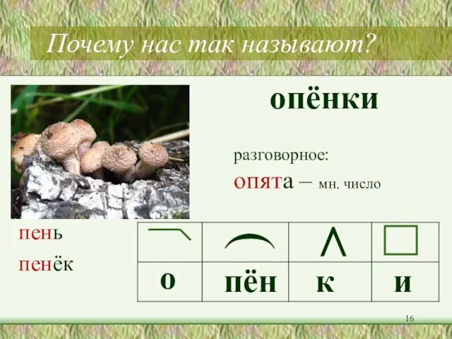 Почему нас так называют? опёнки разговорное: опята – мн. число ) > о пён к и