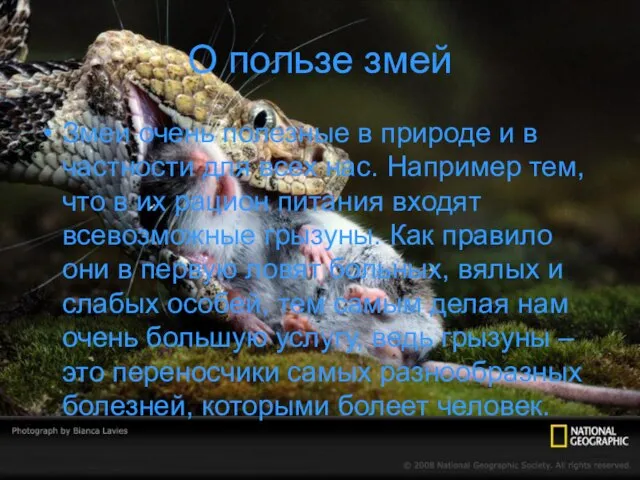 О пользе змей Змеи очень полезные в природе и в частности для