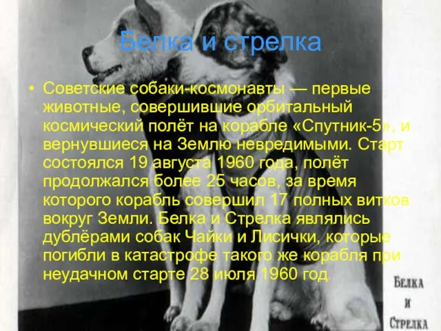 Белка и стрелка Советские собаки-космонавты — первые животные, совершившие орбитальный космический полёт