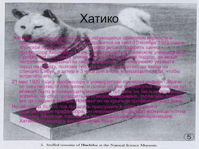 Хатико Хатико (— пёс породы Акита-ину, являющийся символом верности и преданности в