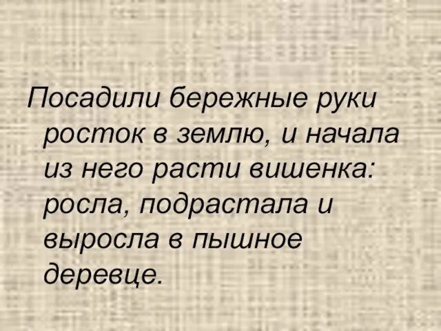 Посадили бережные руки росток в землю, и начала из него расти вишенка: