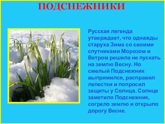 ПОДСНЕЖНИКИ Русская легенда утверждает, что однажды старуха Зима со своими спутниками Морозом