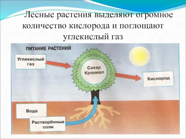 Лесные растения выделяют огромное количество кислорода и поглощают углекислый газ