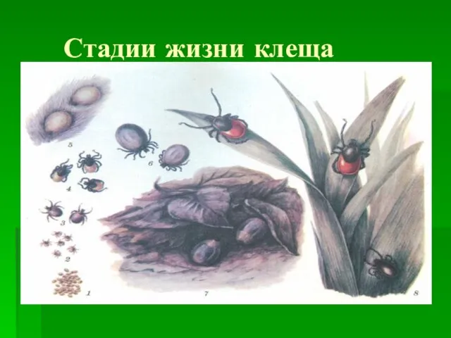 Стадии жизни клеща Личинка (размер 0,5мм) Нимфа (размер 1,5мм) Взрослый клещ (имаго) (размер 2.5мм)