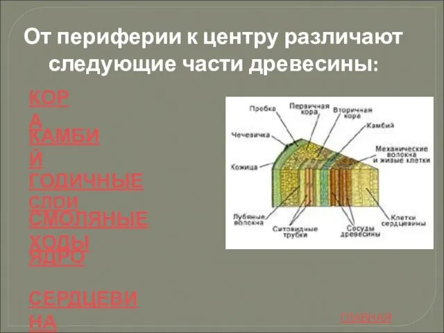 От периферии к центру различают следующие части древесины: КОРА КАМБИЙ ГОДИЧНЫЕ СЛОИ