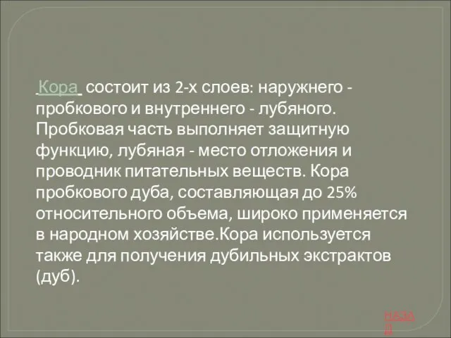 Кора состоит из 2-х слоев: наружнего - пробкового и внутреннего - лубяного.