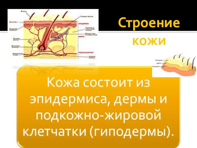 Строение кожи