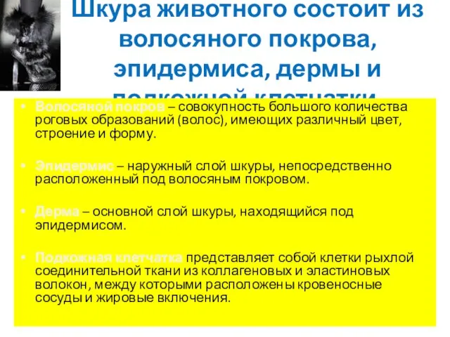 Шкура животного состоит из волосяного покрова, эпидермиса, дермы и подкожной клетчатки. Волосяной