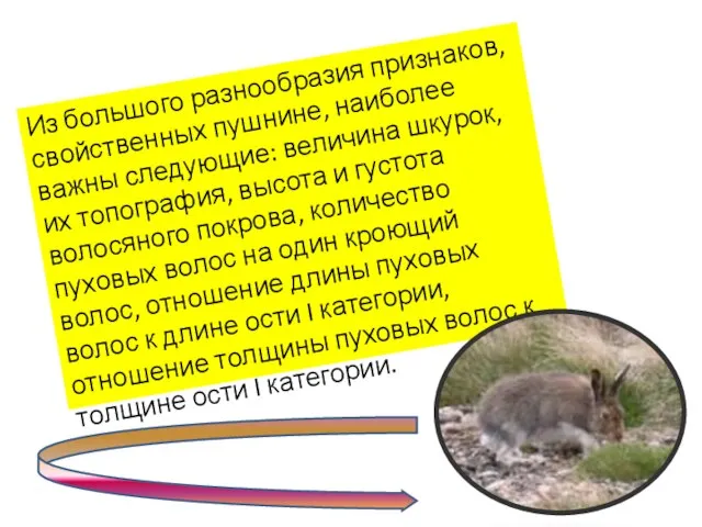 Из большого разнообразия признаков, свойственных пушнине, наиболее важны следующие: величина шкурок, их