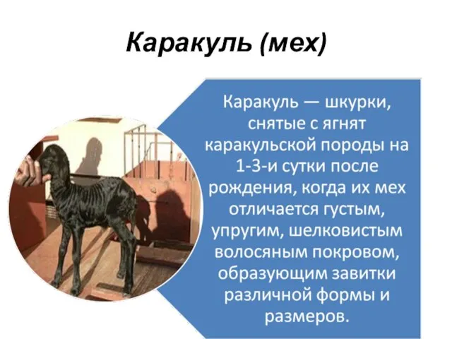 Каракуль (мех)