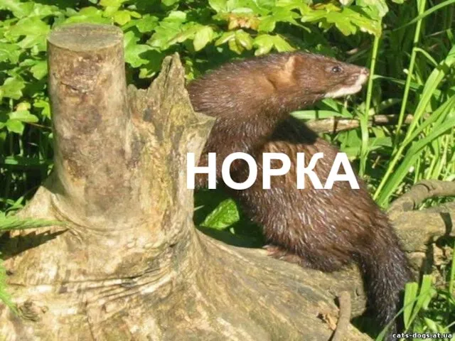 НОРКА