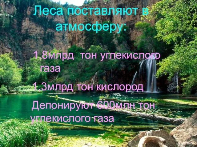 Леса поставляют в атмосферу: 1,8млрд тон углекислого газа 1,3млрд тон кислород Депонируют 600млн тон углекислого газа