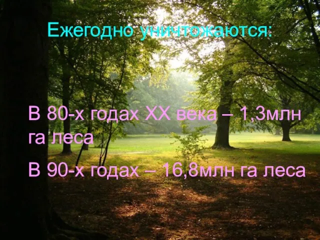 Ежегодно уничтожаются: В 80-х годах XX века – 1,3млн га леса В