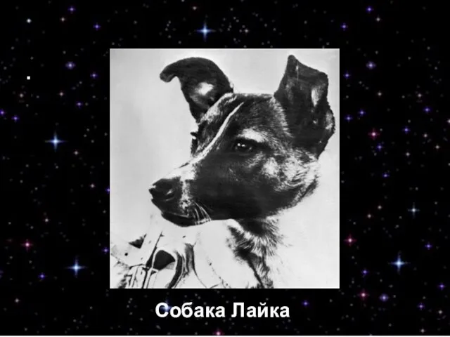 Собака Лайка Собака Лайка Собака Лайка