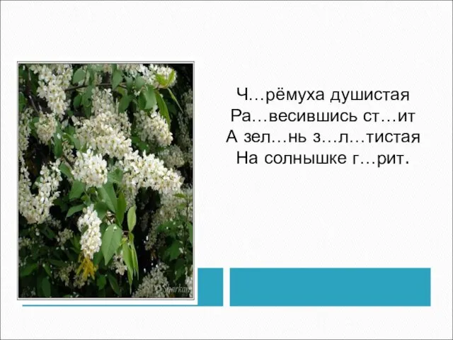 Ч…рёмуха душистая Ра…весившись ст…ит А зел…нь з…л…тистая На солнышке г…рит.