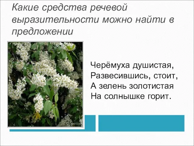 Какие средства речевой выразительности можно найти в предложении Черёмуха душистая, Развесившись, стоит,