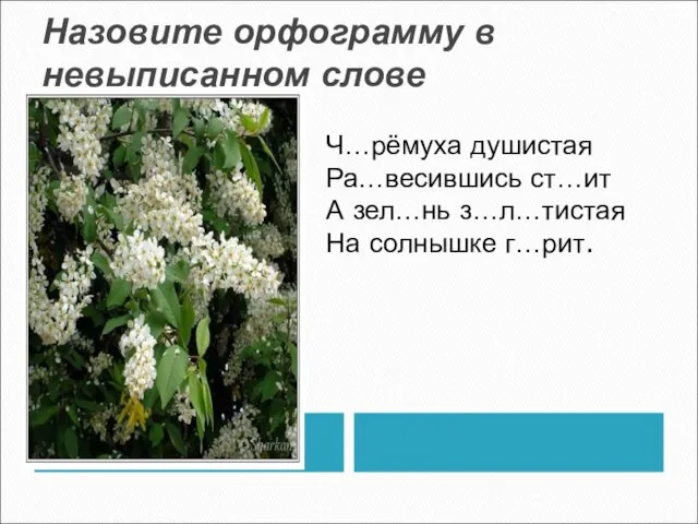 Назовите орфограмму в невыписанном слове Ч…рёмуха душистая Ра…весившись ст…ит А зел…нь з…л…тистая На солнышке г…рит.