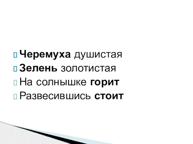 Черемуха душистая Зелень золотистая На солнышке горит Развесившись стоит