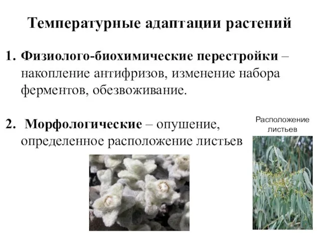 Температурные адаптации растений Физиолого-биохимические перестройки – накопление антифризов, изменение набора ферментов, обезвоживание.
