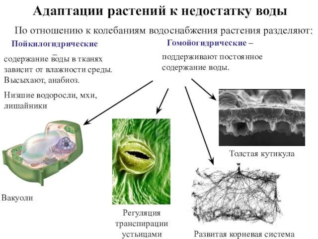 Адаптации растений к недостатку воды Пойкилогидрические – Гомойогидрические – содержание воды в