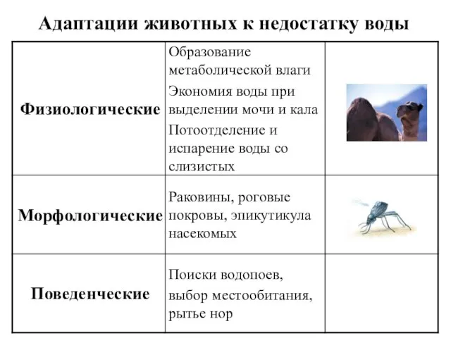 Адаптации животных к недостатку воды