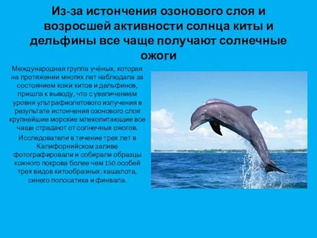 Из-за истончения озонового слоя и возросшей активности солнца киты и дельфины все