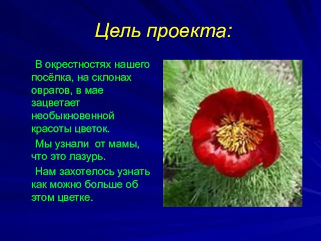 Цель проекта: В окрестностях нашего посёлка, на склонах оврагов, в мае зацветает