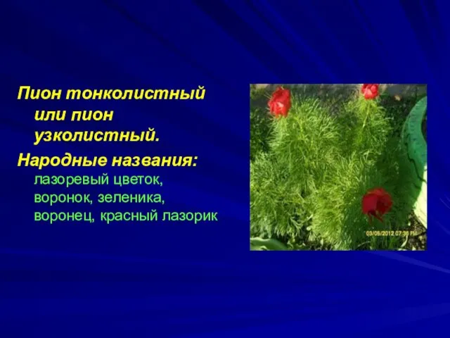 Пион тонколистный или пион узколистный. Народные названия: лазоревый цветок, воронок, зеленика, воронец, красный лазорик