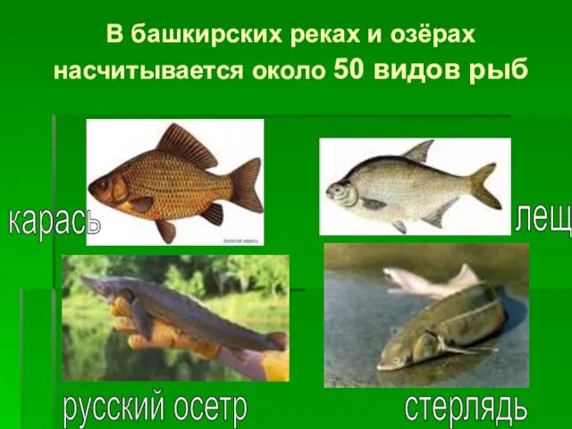 В башкирских реках и озёрах насчитывается около 50 видов рыб карась лещ русский осетр стерлядь