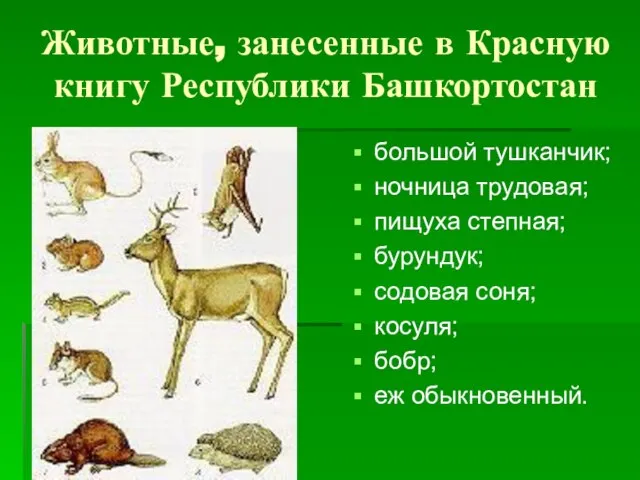 Животные, занесенные в Красную книгу Республики Башкортостан большой тушканчик; ночница трудовая; пищуха