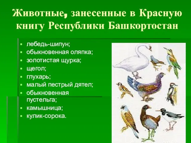 Животные, занесенные в Красную книгу Республики Башкортостан лебедь-шипун; обыкновенная оляпка; золотистая щурка;