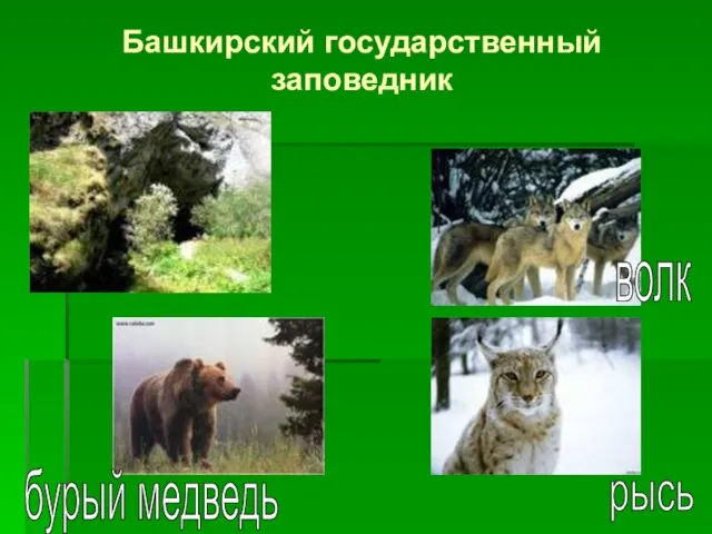 Башкирский государственный заповедник волк бурый медведь рысь