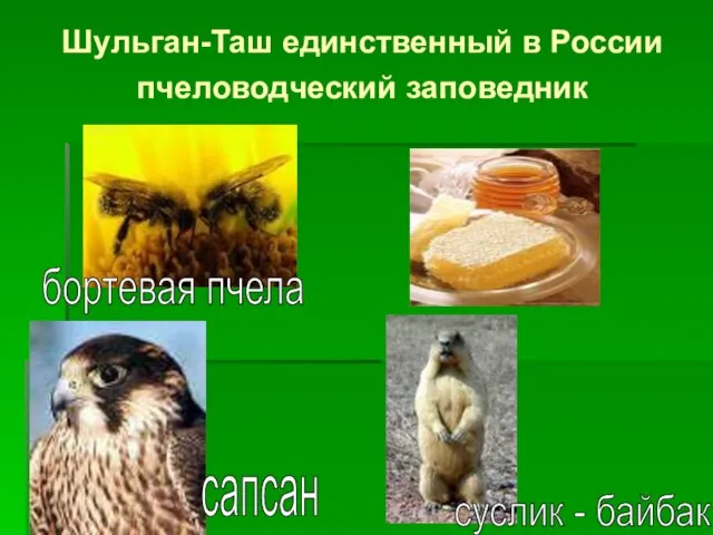 Шульган-Таш единственный в России пчеловодческий заповедник бортевая пчела сапсан суслик - байбак