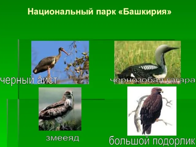 Национальный парк «Башкирия» черный аист чернозобая гагара змееяд большой подорлик